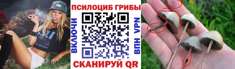 Галлюциногенные грибы GOLDEN TEACHER  Купить закладки  Сердобск 